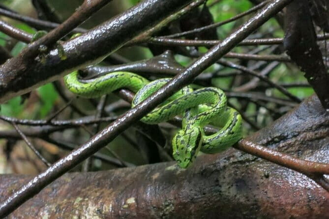 Sinharaja Rainforest Trip - Who Is This Tour Best For?