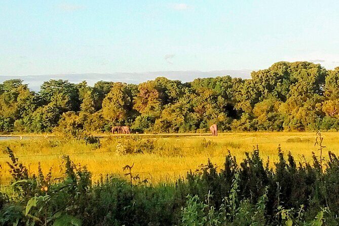 Sinharaja Rainforest & Udawalawe Safari - 2 Days, All Inclusive - Exploring the Itinerary in Detail