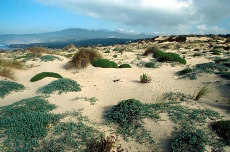 Sintra Cascais Top trekking - Discover Sintra Cascais Top Trekking: An Authentic Coastal Hike