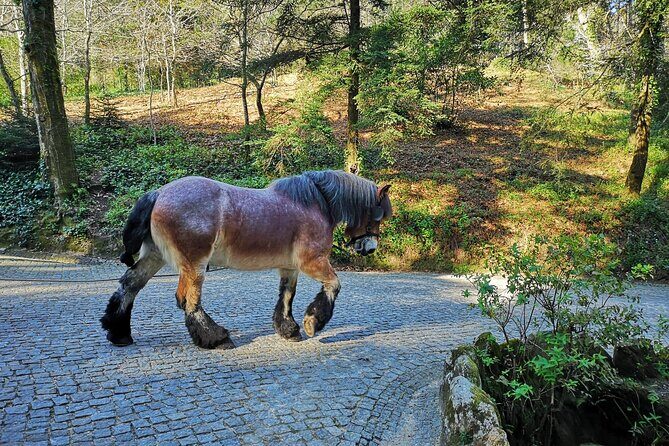 Sintra Tour with Pena Palace, Moorish Castle and Regaleira - Private - Key Points