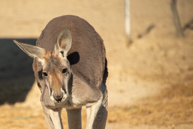 Sip and Animal Safari Experience in Fredericksburg - A Detailed Look at the Sip and Animal Safari Experience