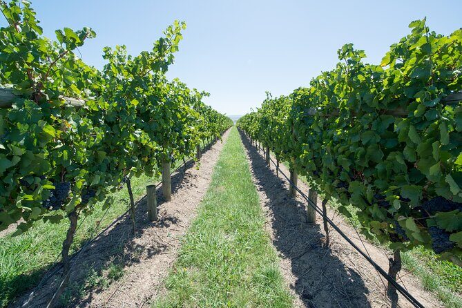 Sip and Savor: Private Yarra Valley Wine Tour from Melbourne - A Deep Dive into the Experience