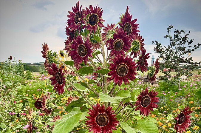 Sip Like a Local Private Wine Tours by Native Experts - FAQ