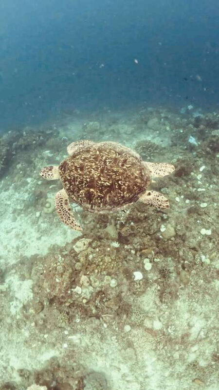 Siquijor: Freediving Adventure with Lunch and Beach Time - Authentic Experiences and Real Feedback