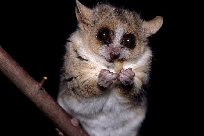 Siquijor Island Shared Tour - Who Is This Tour Best For?