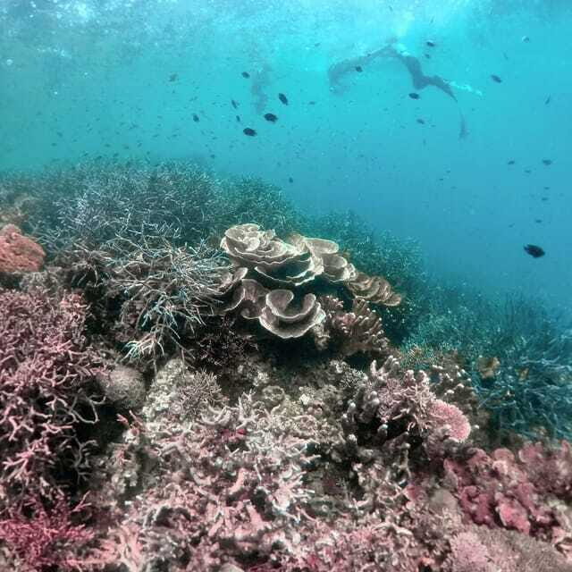 Siquijor: Jeepney Island Tour with Snorkeling - FAQs