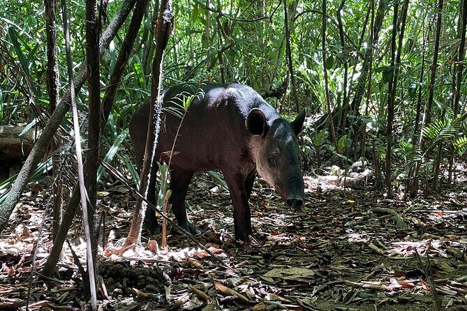 Sirena Station, Corcovado National Park Day Trip from Quepos. - A Detailed Look at the Corcovado Day Trip from Quepos