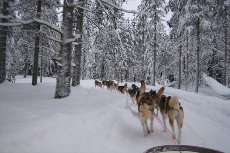 Sirkka: Husky Sled Ride in Levi - A Closer Look at the Husky Sled Ride Experience