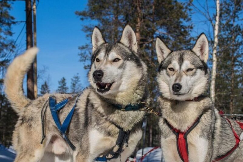 Sirkka: Husky Sled Ride in Levi - The Sum Up