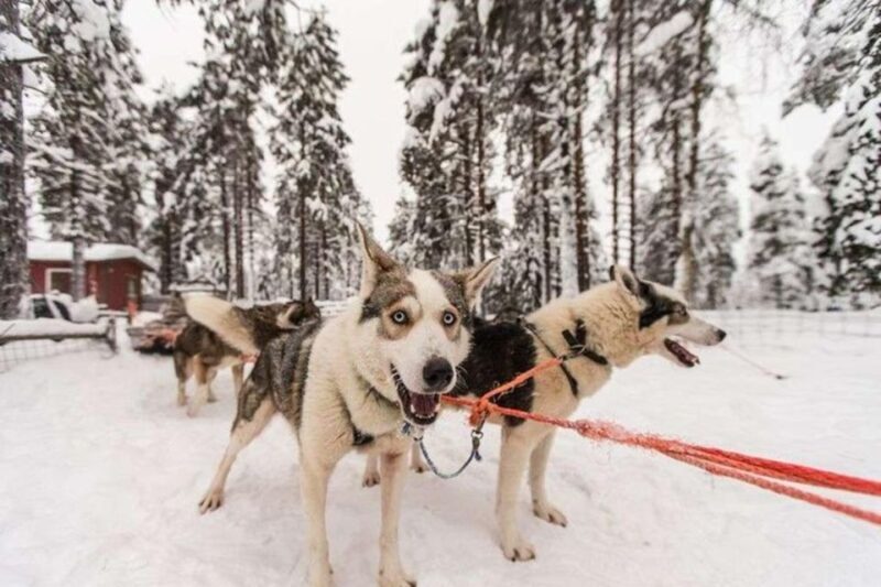 Sirkka: Husky Sled Ride in Levi - FAQ