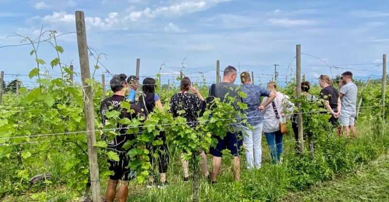 Sirmione: Vineyard Tour with Lugana Wines and Local Tastings - The Overall Experience: Value, Atmosphere, and Authenticity