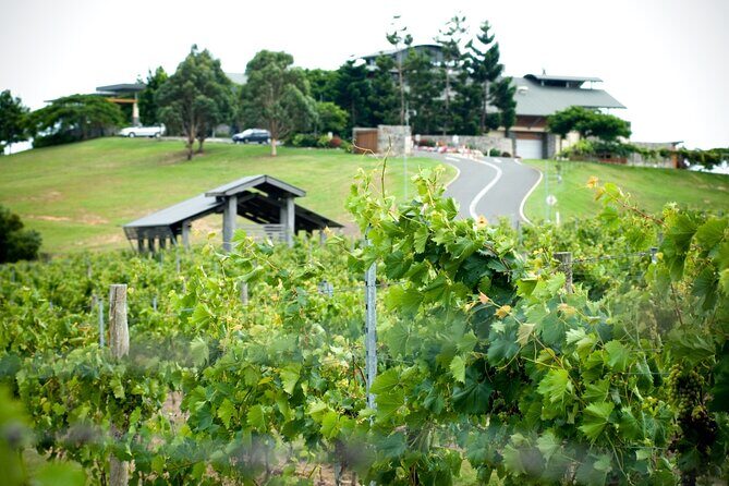 Sirromet Winery Tour and Wine Tasting - Final Thoughts: Is It Worth It?