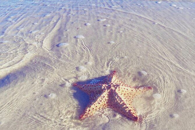Sisal & Mangroves Kayak Tour from Merida - Detailed Review of the Sisal & Mangroves Kayak Tour from Merida