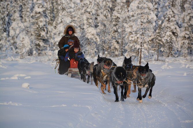Sit Back and Relax Morning Husky Tour - The Value for Money