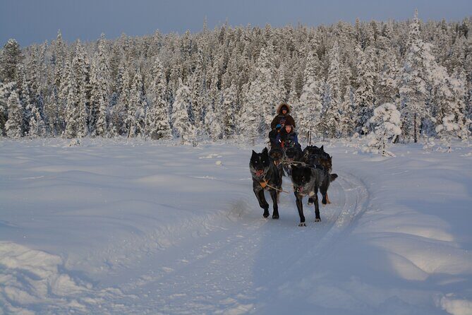 Sit Back and Relax Morning Husky Tour - Who Should Consider This Tour?