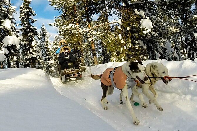 Sit Down Husky Ride Dog Sled Tour in Kiruna - A Detailed Look at Your Husky Sled Adventure