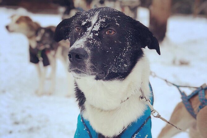 Sit Down Husky Ride Dog Sled Tour in Kiruna - Final Thoughts