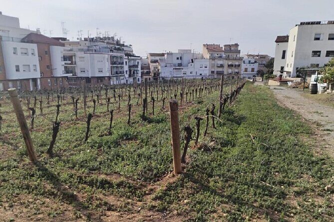 Sitges sailing, walking and winery tour - What Travelers Are Saying