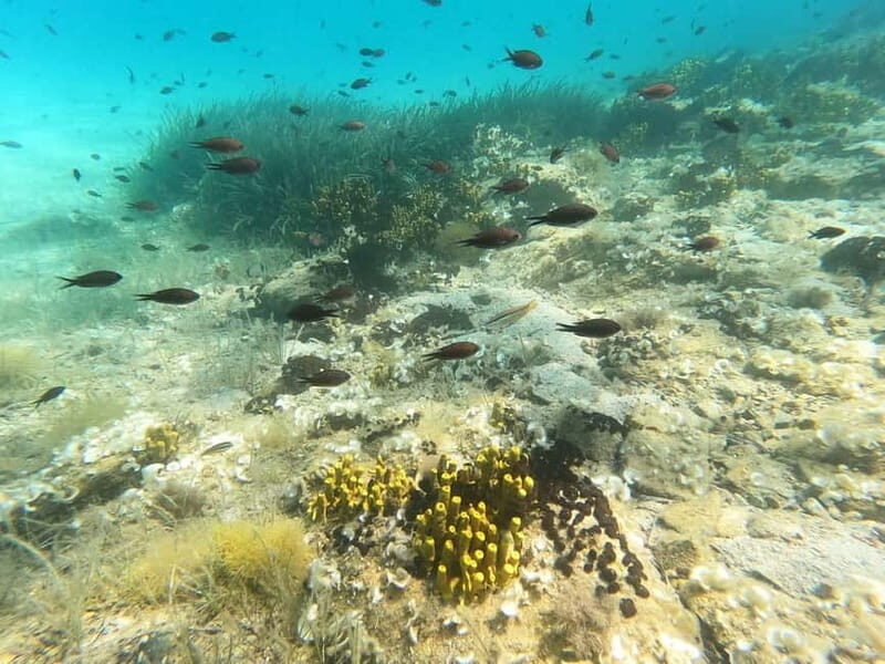 Sithonia: Scuba Diving Experience for Beginners - The Sum Up