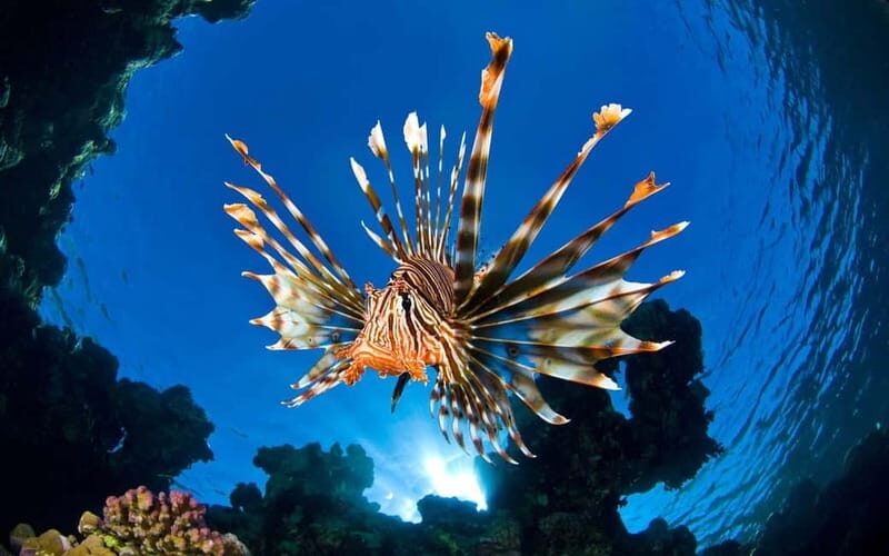Sithonia: Scuba Diving Experience for Beginners - FAQs