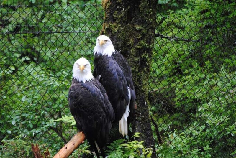 Sitka: Alaska Raptor Center Admission Ticket - A Close Look at the Alaska Raptor Center Experience