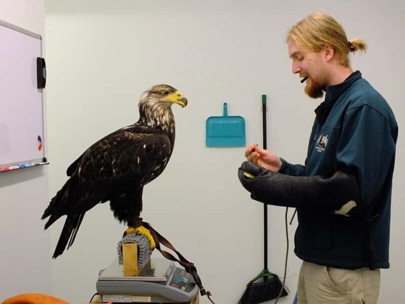 Sitka: Alaska Raptor Center Admission Ticket - Detailed Breakdown of the Experience