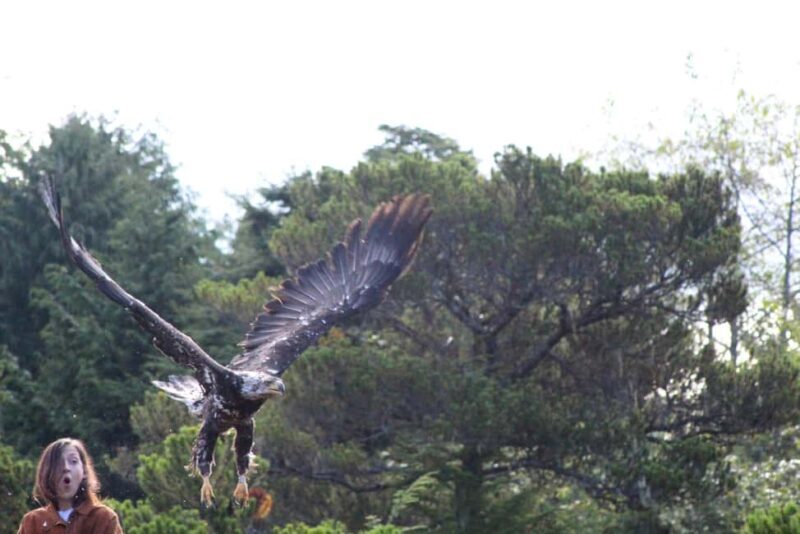 Sitka: Alaska Raptor Center Admission Ticket - FAQs