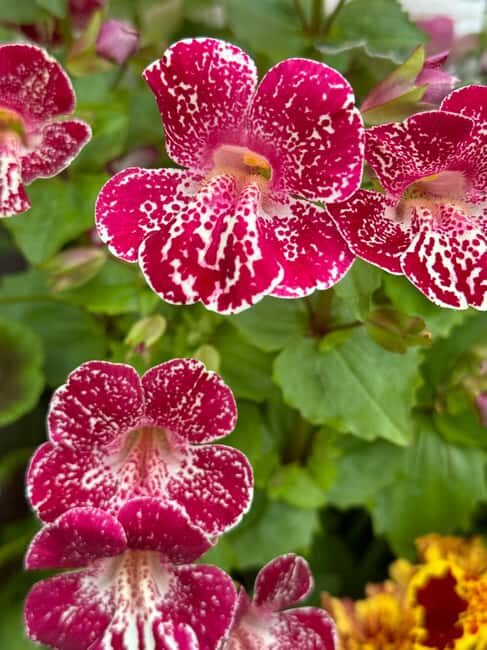 Sitka: Haunted Walking Tour - History and Haunts of Sitka - FAQ