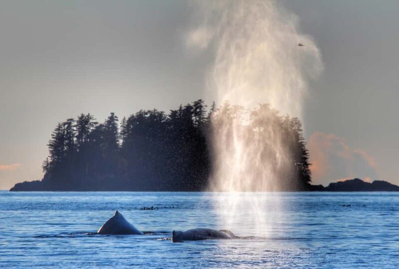 Sitka: Premiere Whale Watching and Wildlife Tour - Key Points