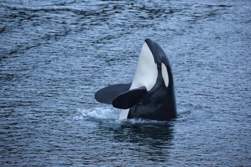 Sitka: Premiere Whale Watching and Wildlife Tour - FAQ