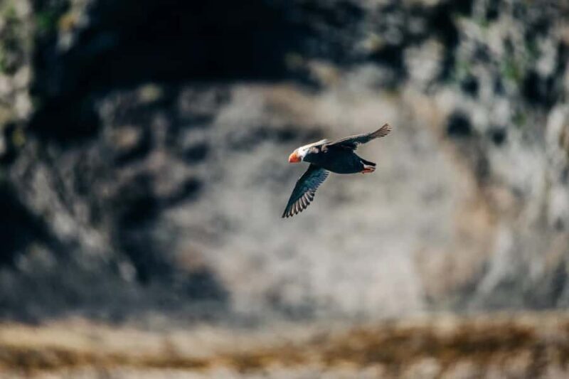 Sitka: Private Full Day Wildlife Boat Tour with Beach Lunch - FAQ