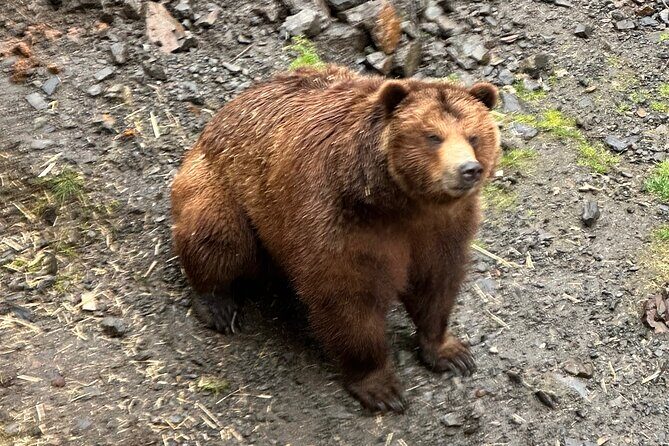 Sitka Scenic Private Tour - Fortress of the Bears: Rescued Wildlife Close-Up
