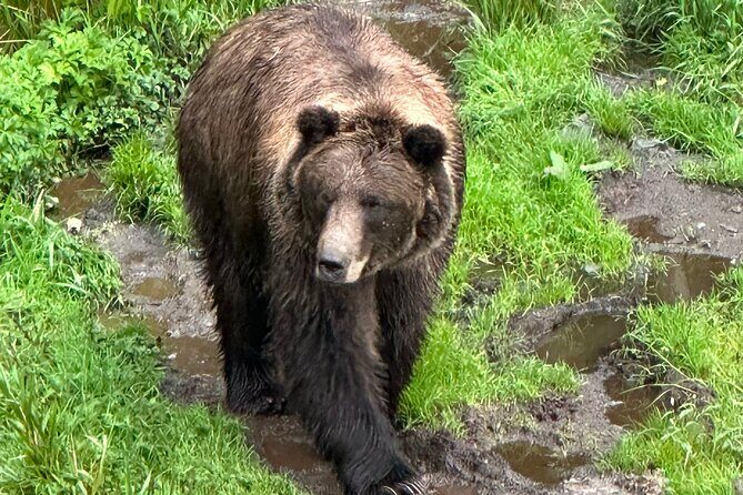 Sitka Scenic Private Tour - Silver Bay: Fjord Views and Scenic Beauty