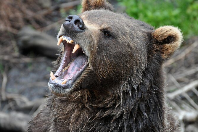 Sitka Scenic Tour - In-Depth Review of the Sitka Scenic Tour