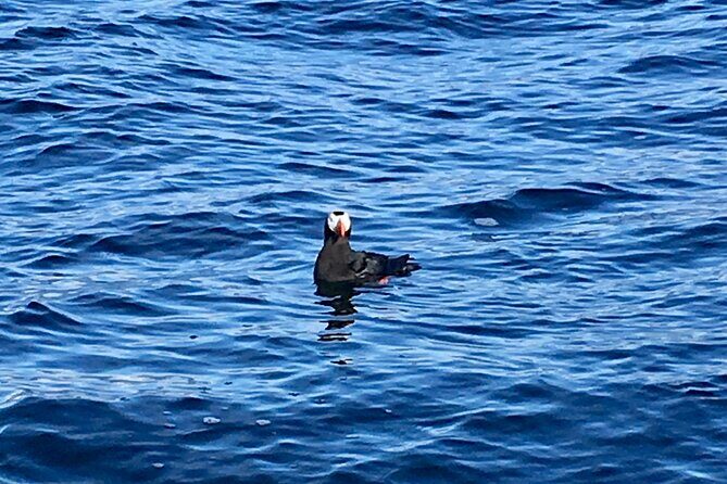 Sitka Sea Birds & Marine Life Private Charter Scenic Eco-Tour - Key Points