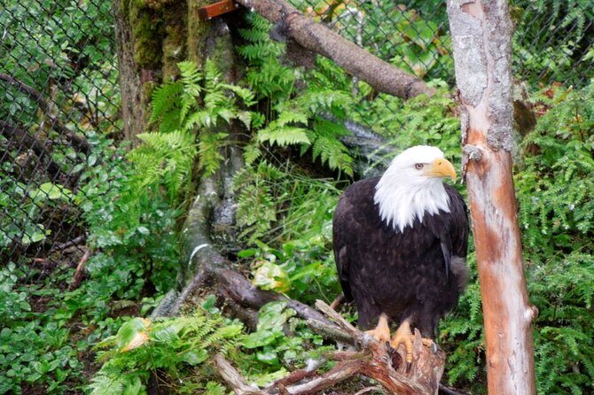 Sitka Sea Birds & Marine Life Private Charter Scenic Eco-Tour - FAQs