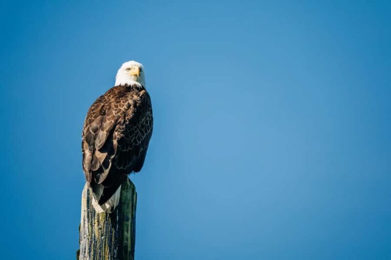 Sitka: Small-Group Whale Watching tour with Naturalist - Key Points