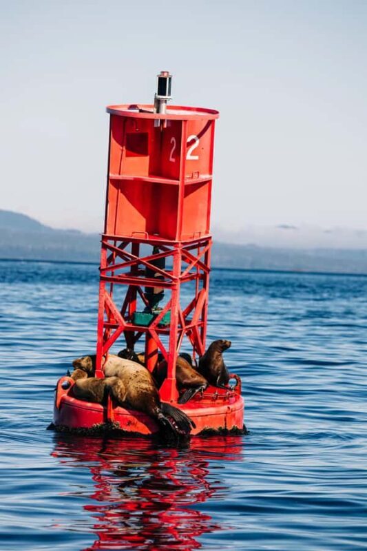 Sitka: Small-Group Whale Watching tour with Naturalist - Pricing and Value