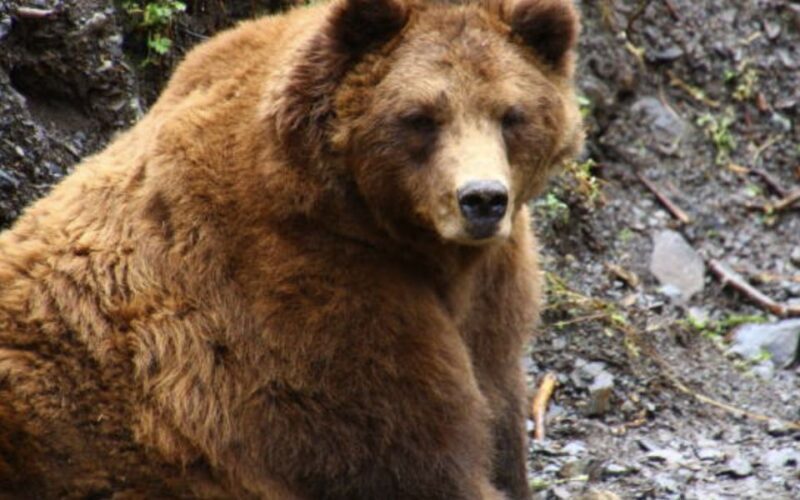 Sitka: Totem Poles, Raptor Centre, & Fortress of Bears Tour - FAQ