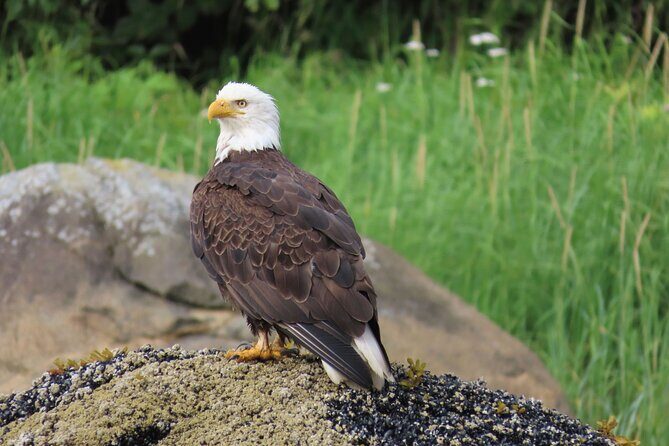 Sitka Whale Watch and Sea Otter Quest - An Up-Cclose Look at the Sitka Whale Watch and Sea Otter Quest