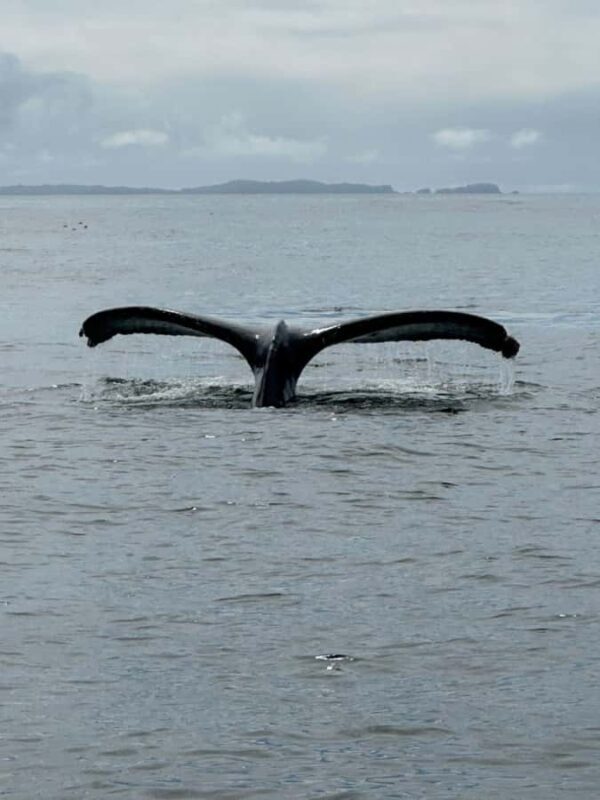 Sitka: Wildlife Boat Tour with Guide - The Value of a 2.5-Hour Wildlife Adventure