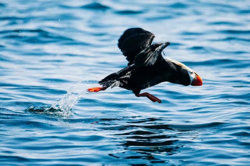 Sitka: Wildlife Photography Workshop on the Water - Key Points