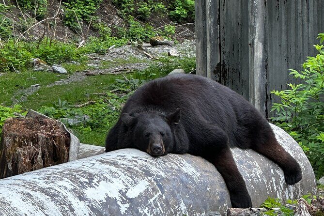 Sitka's Favorite Sites Private Land Tour for 6 (Meal option avail - Key Points