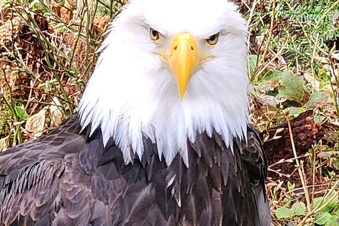 Sitka's Favorite Sites Private Land Tour for 6 (Meal option avail - FAQs