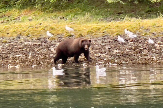 Sitkas Private Wildlife Whale Adventure for 6 w/Transportation - Sitkas Private Wildlife & Whale Adventure for 6 with Transportation: A Detailed Review