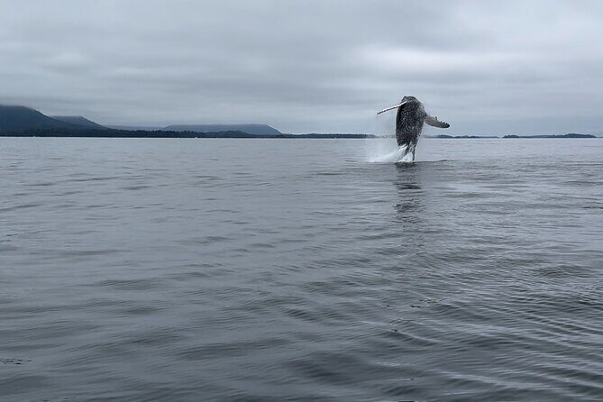 Sitkas Private Wildlife Whale Adventure for 6 w/Transportation - Key Points