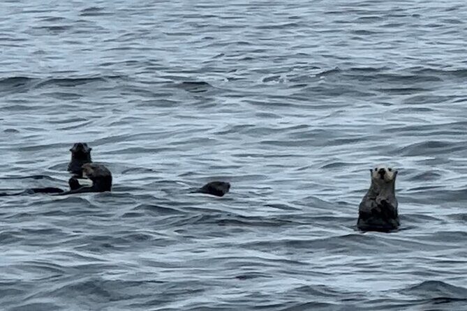 Sitkas Private Wildlife Whale Adventure for 6 w/Transportation - FAQ