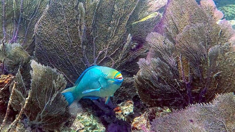 Six Fins Key West: Private Snorkeling Charter with Captain - Exploring the Underwater Beauty of Key West with Six Fins Key West: Private Snorkeling Charter
