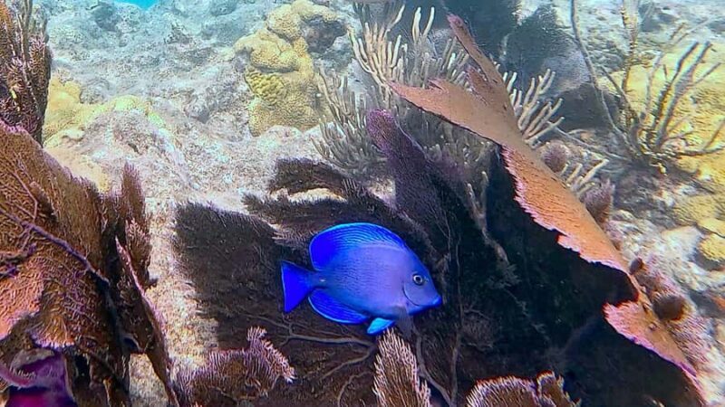 Six Fins Key West: Private Snorkeling Charter with Captain - Practical Details and What It Means for You