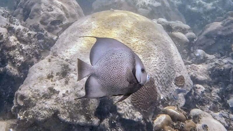 Six Fins Key West: Private Snorkeling Charter with Captain - Final Words: Who’s It For?